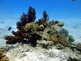 Recif coralien_02